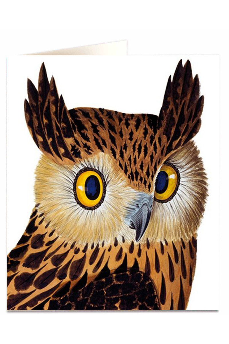 Archivist Gallery, Printe Card - Tawny Fish Owl