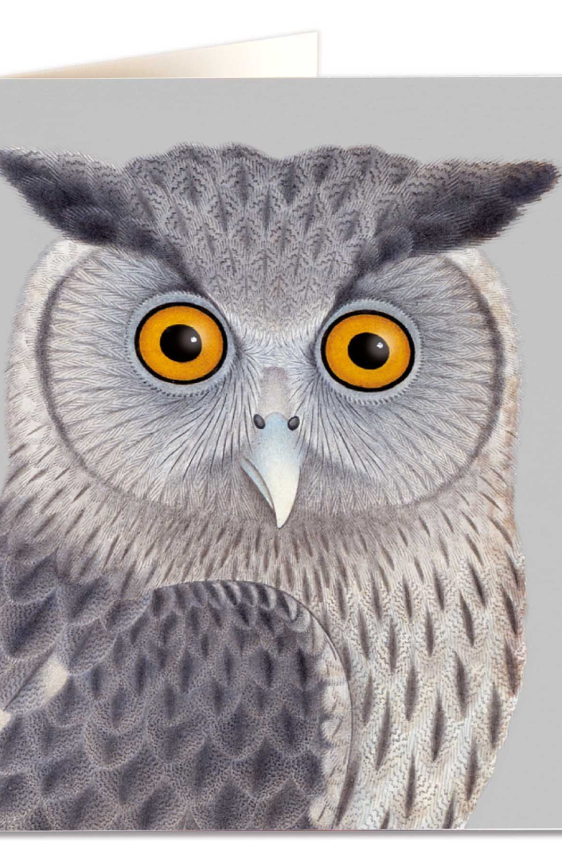 Archivist Gallery, Printed Card-Dusky Eagle Owl